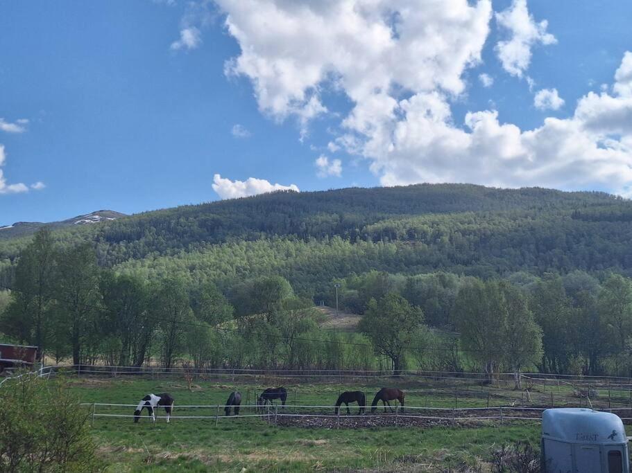 Privat Leilighet Pa Gard Med Badstue Og Nordlys Narvik Eksteriør bilde