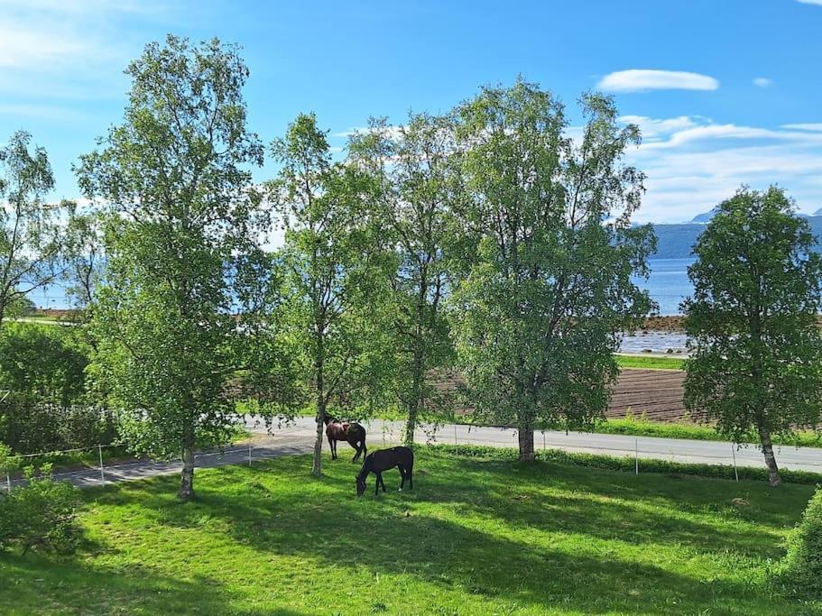 Privat Leilighet Pa Gard Med Badstue Og Nordlys Narvik Eksteriør bilde